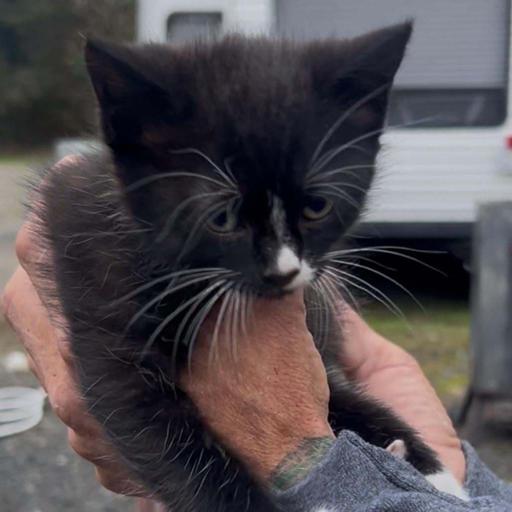 Rito, Adoptable, Kitten Male Domestic Short Hair.