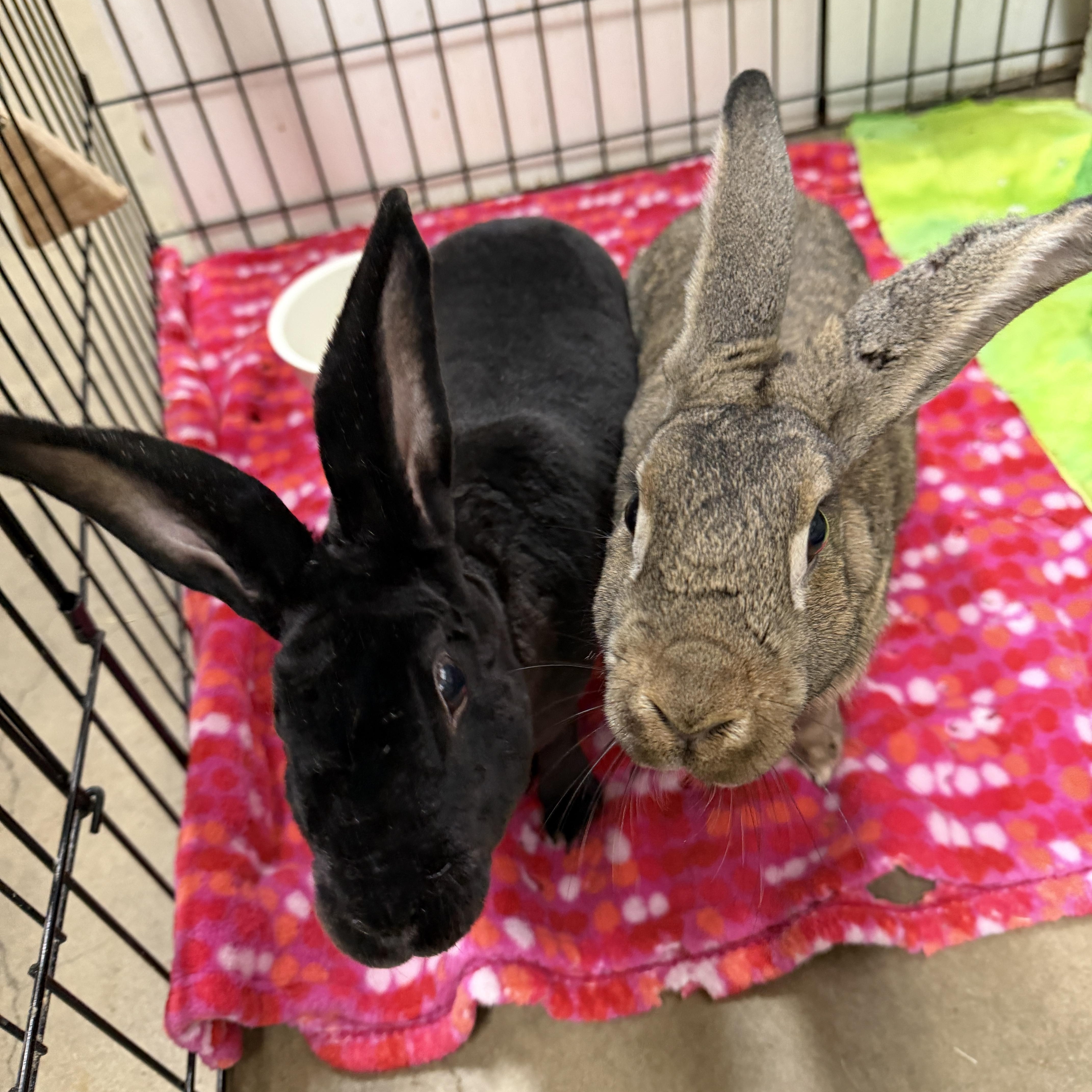 SANDY & CLUMSY (PEN 3), ADOPTABLE, Adult Female Bunny Rabbit.