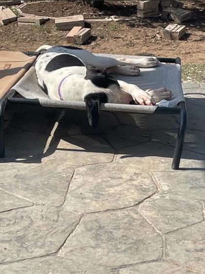 Cassidy — thumbnail 2