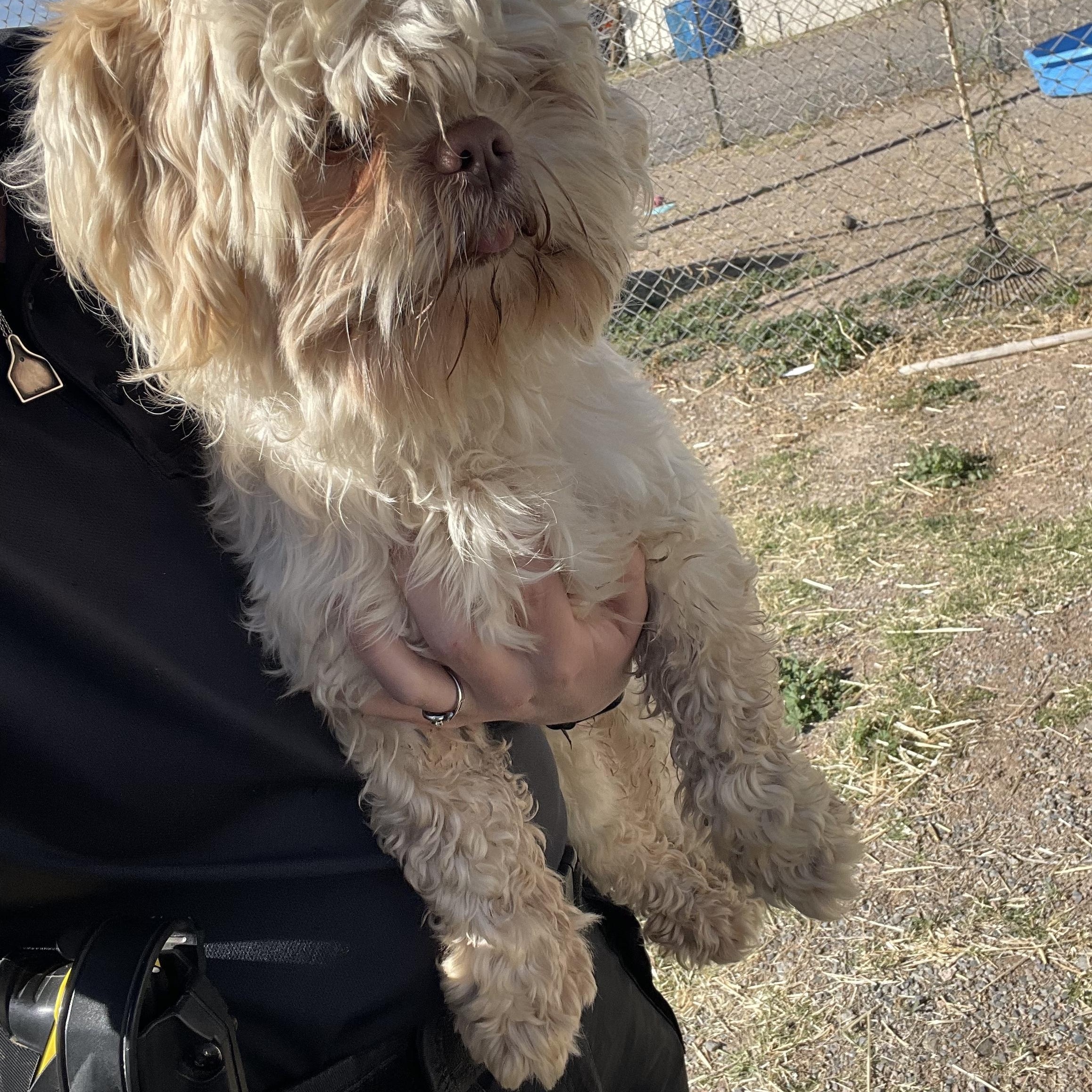 Arlo, ADOPTABLE, Adult Male Shih Tzu.