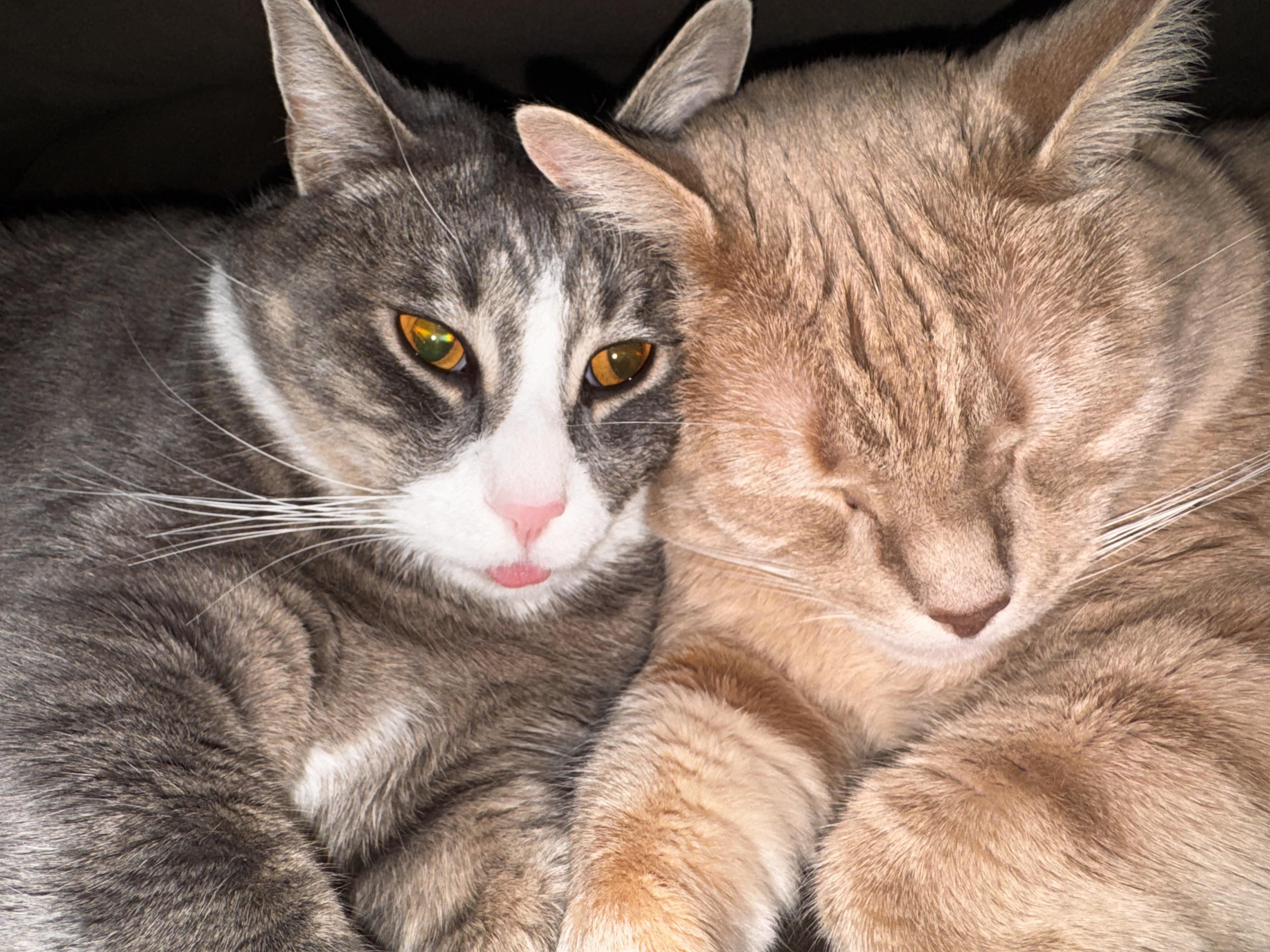 Enlarge Roman (grey) and Arlo (orange) , an adopted Domestic Short Hair in Bellmawr, NJ image 3/3