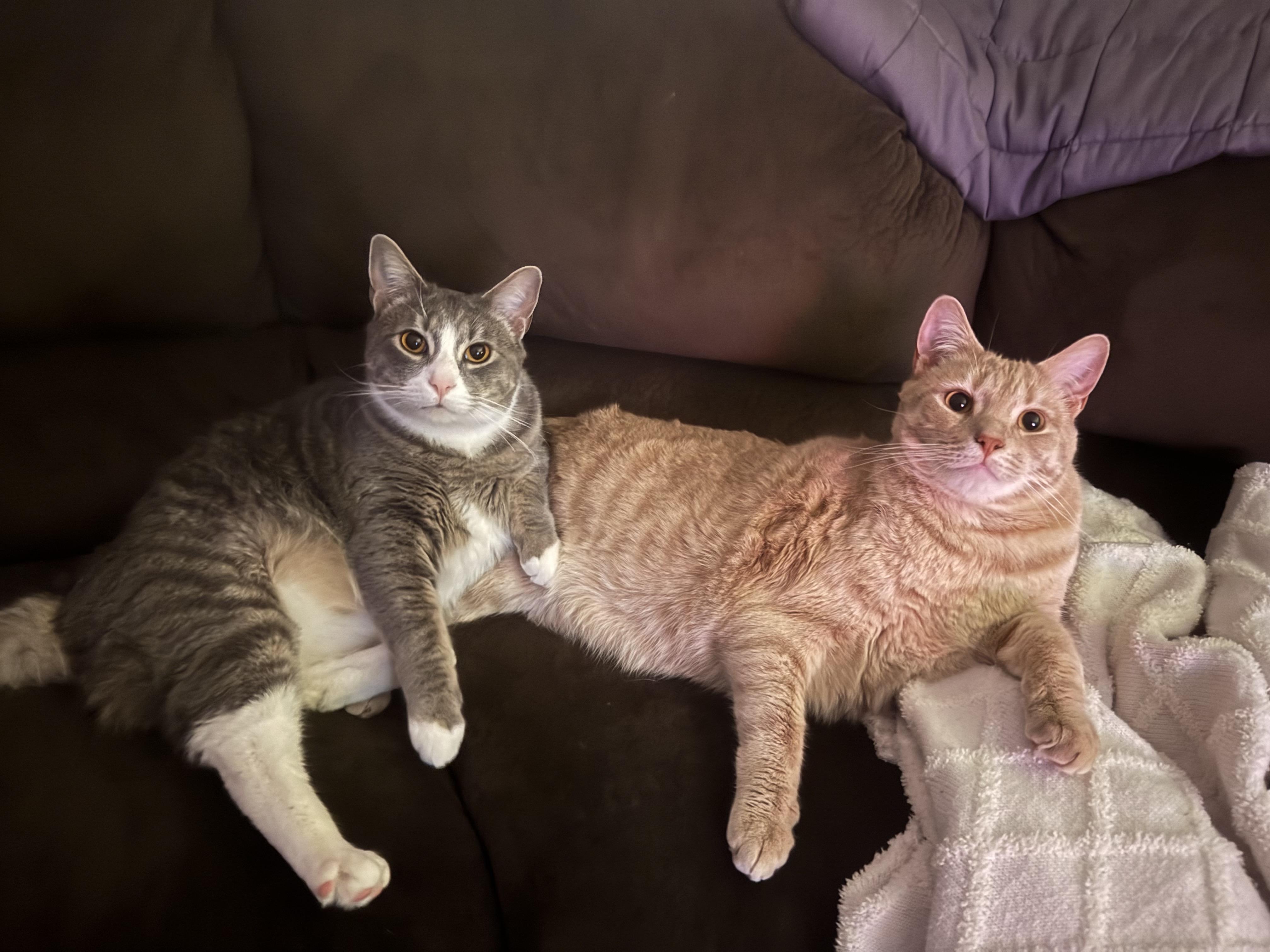 Enlarge Roman (grey) and Arlo (orange) , an adopted Domestic Short Hair in Bellmawr, NJ image 1/3