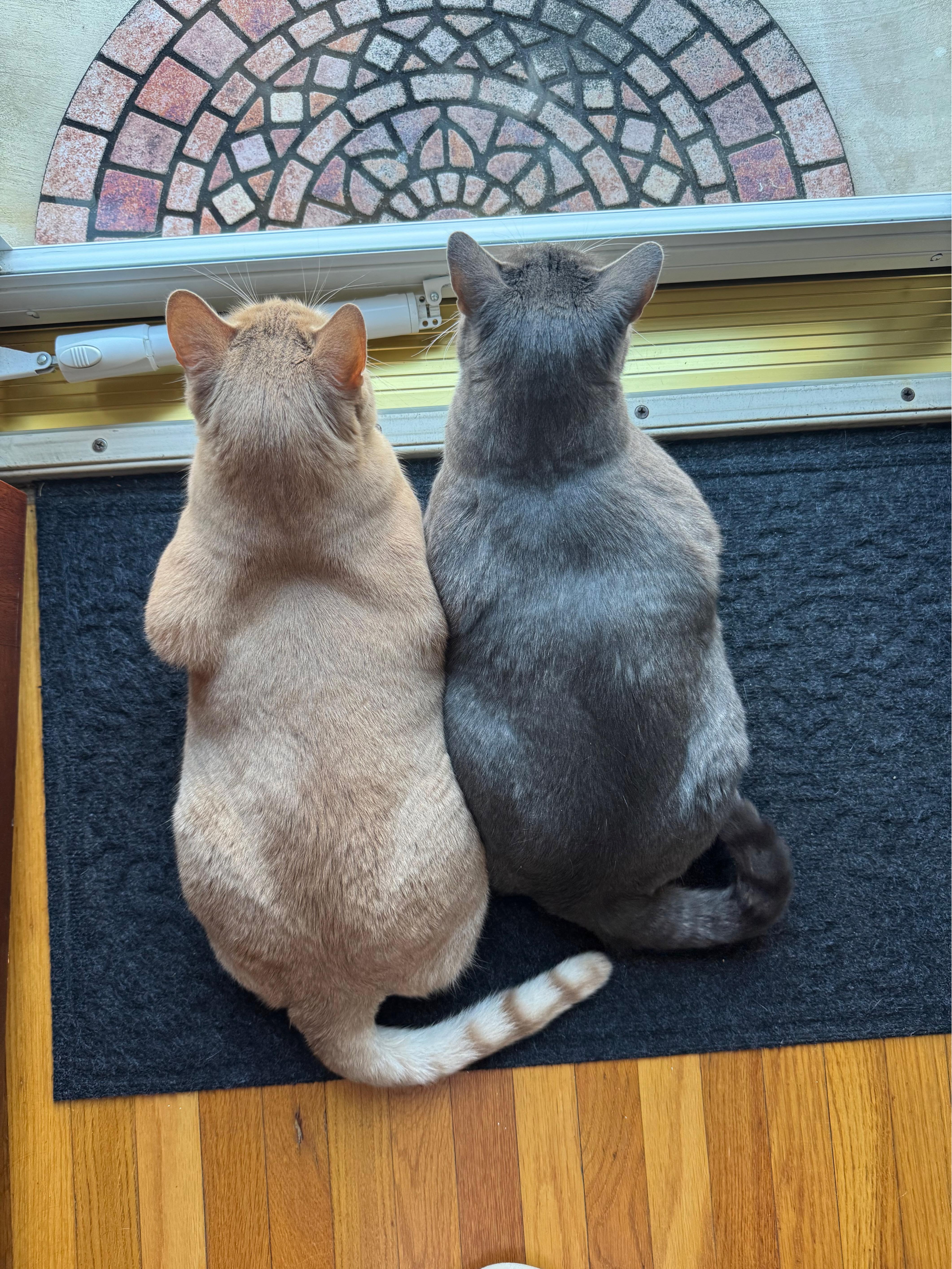 Enlarge Roman (grey) and Arlo (orange) , an adopted Domestic Short Hair in Bellmawr, NJ image 2/3