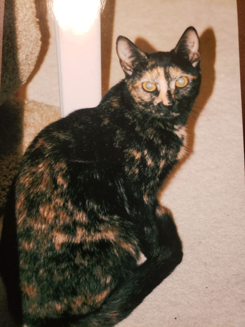 Chloe - STILL AVAILABLE!, Senior Female unknown