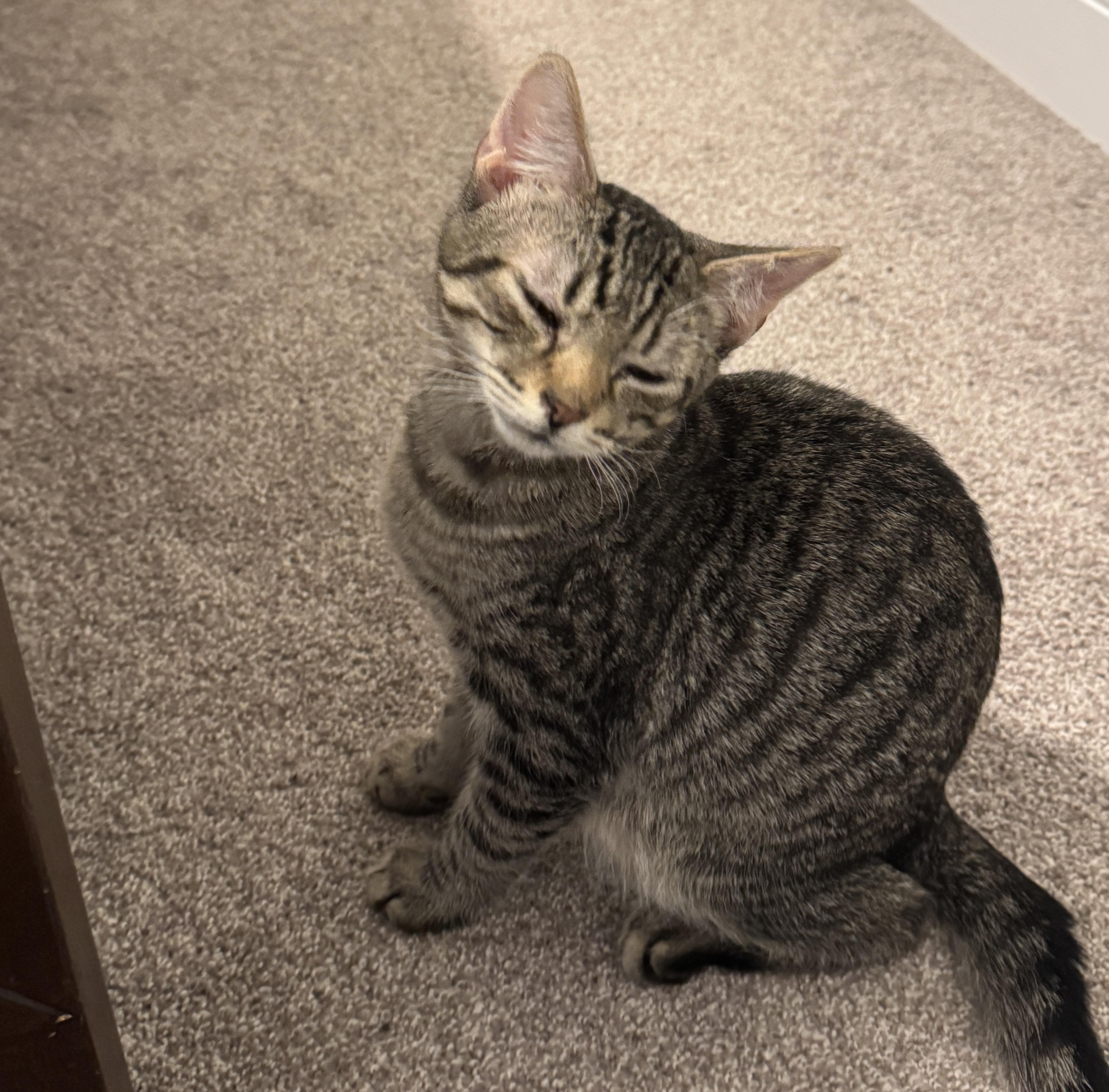 Enlarge Moxie & Mr. Pibb, a ADOPTABLE mixed breed in Latham, NY image 5/6