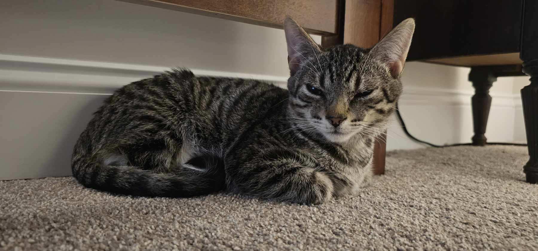 Enlarge Moxie, a ADOPTABLE mixed breed in Latham, NY image 2/2