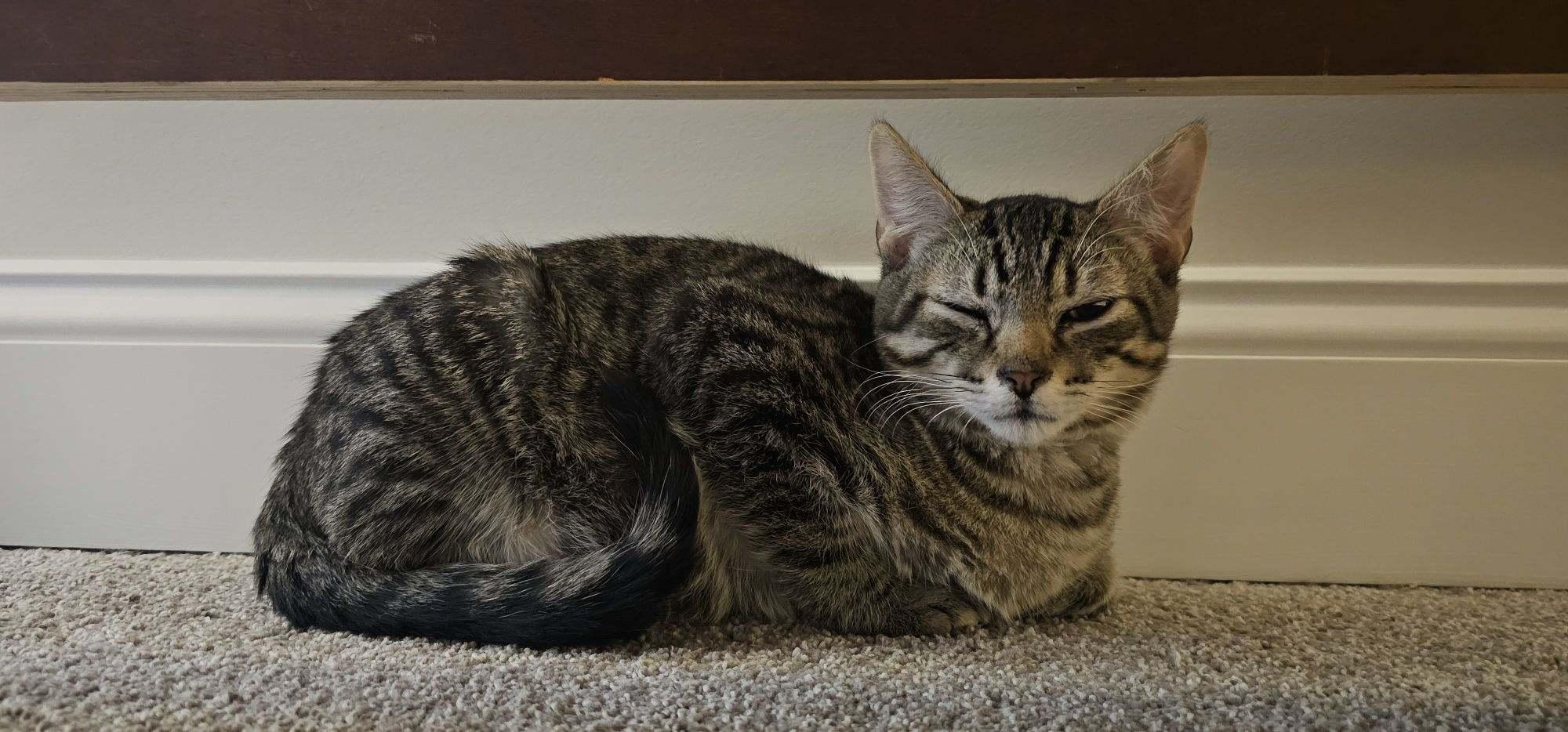 Moxie, ADOPTABLE, Kitten Male Domestic Short Hair.