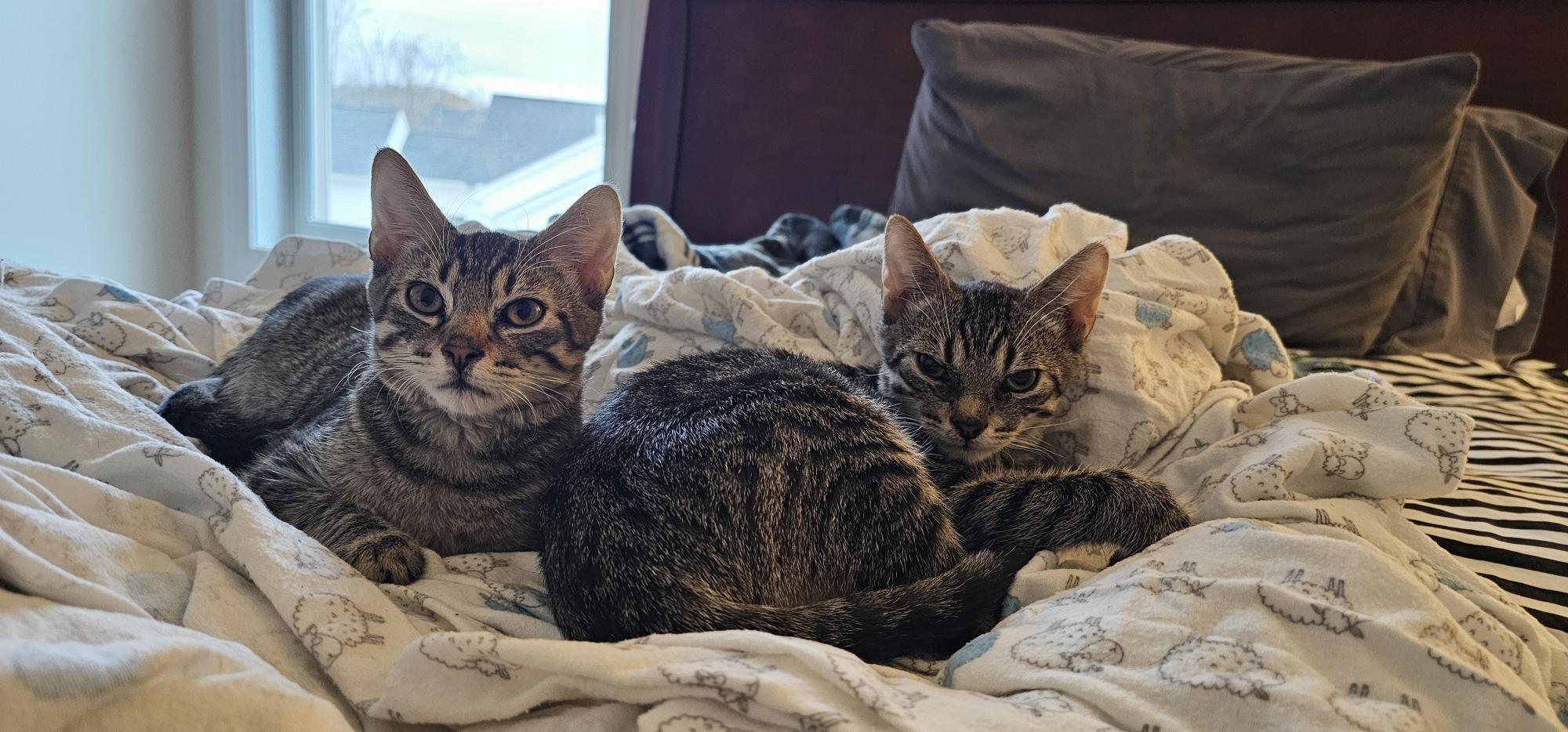 Moxie & Mr. Pibb, ADOPTABLE, Kitten Male Domestic Short Hair.