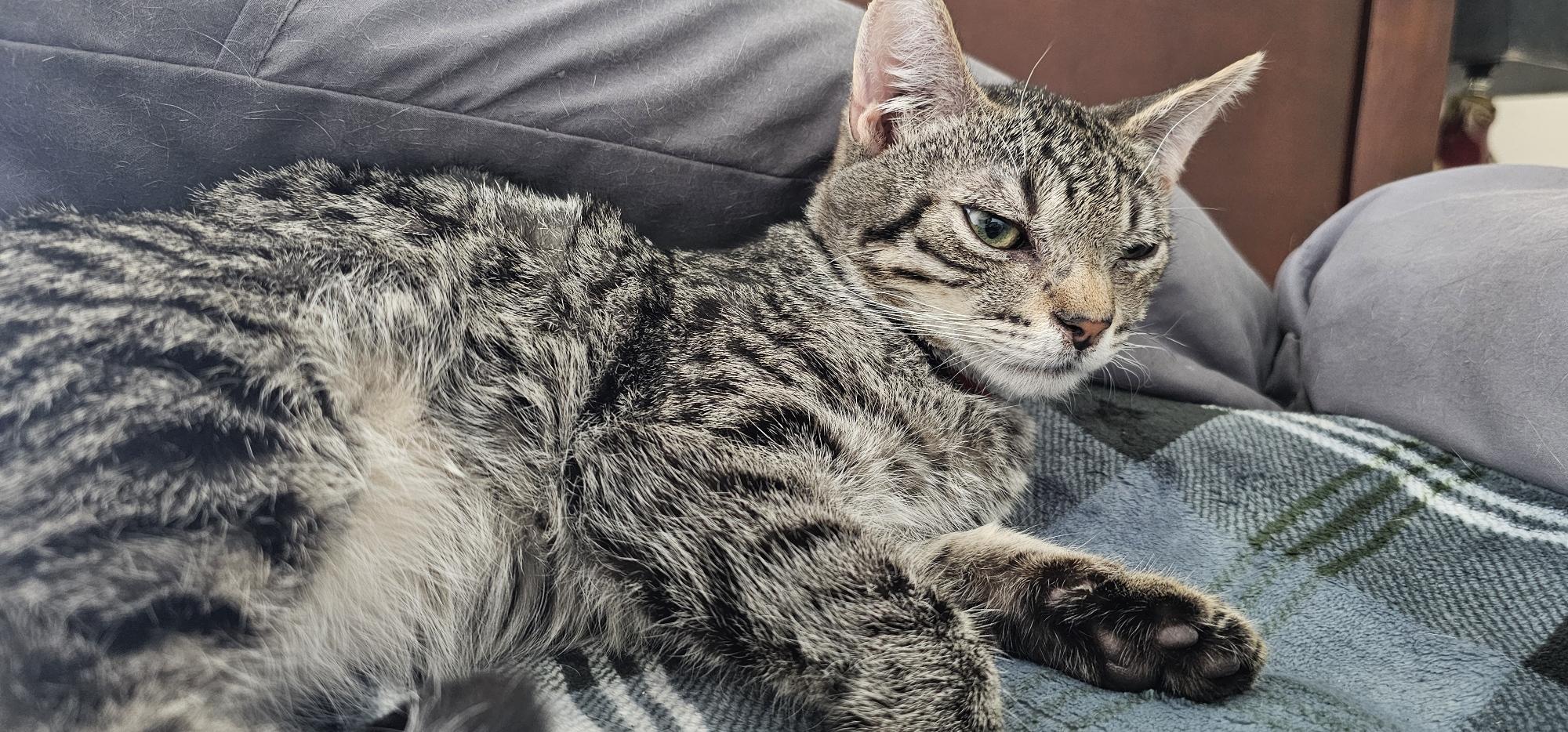 Enlarge Moxie & Mr. Pibb, a ADOPTABLE mixed breed in Latham, NY image 6/6