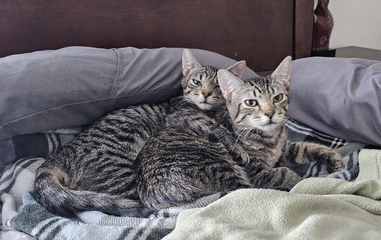 Enlarge Moxie & Mr. Pibb, a ADOPTABLE mixed breed in Latham, NY image 3/6