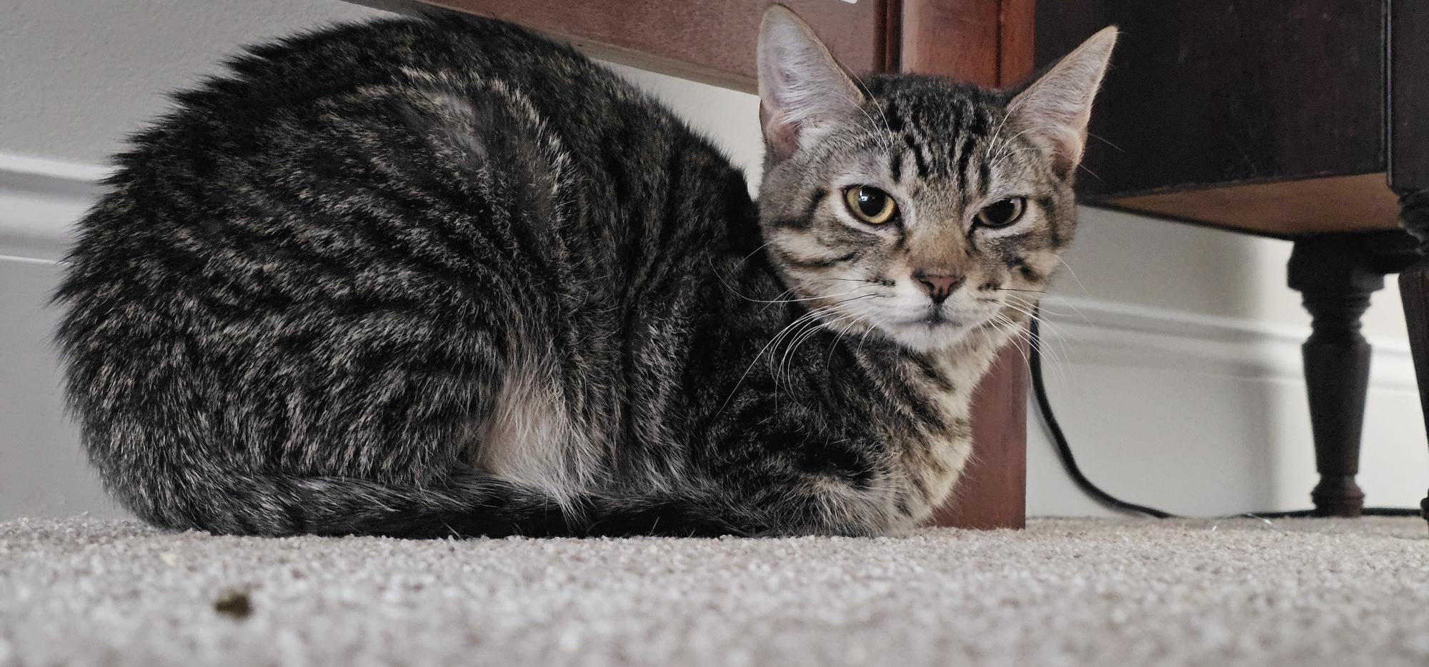 Enlarge Moxie & Mr. Pibb, a ADOPTABLE mixed breed in Latham, NY image 4/6