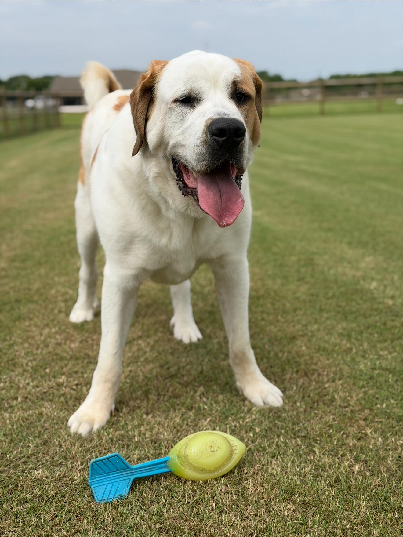 Enlarge Chunk, a Adoptable mixed breed in Chatham, NJ image 2/5