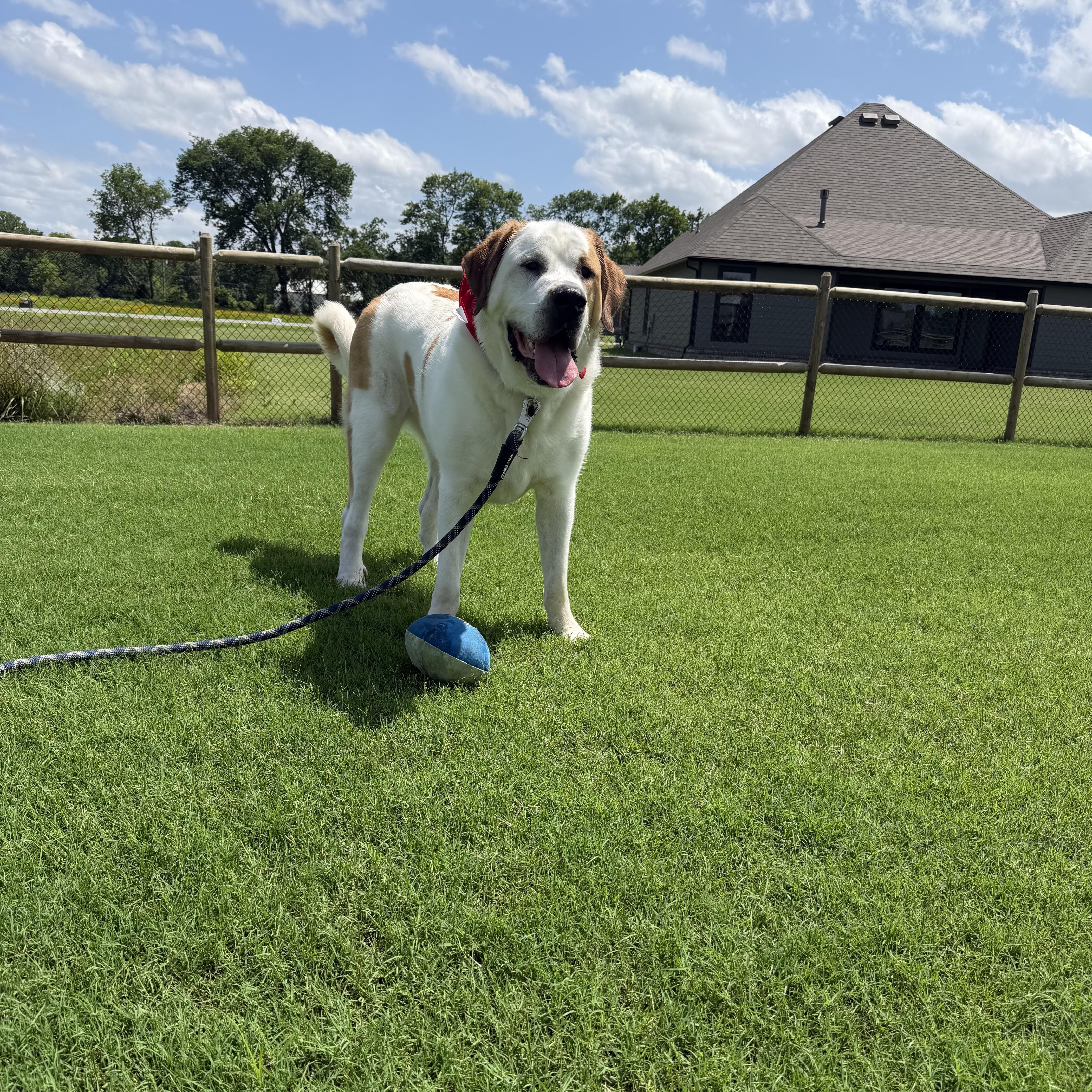 Enlarge Chunk, a Adoptable mixed breed in Chatham, NJ image 5/5