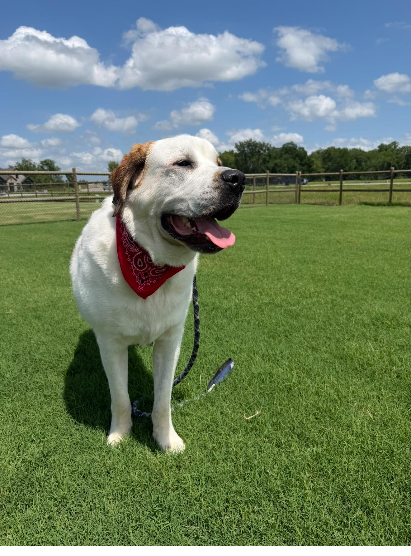 Enlarge Chunk, a Adoptable mixed breed in Chatham, NJ image 4/5