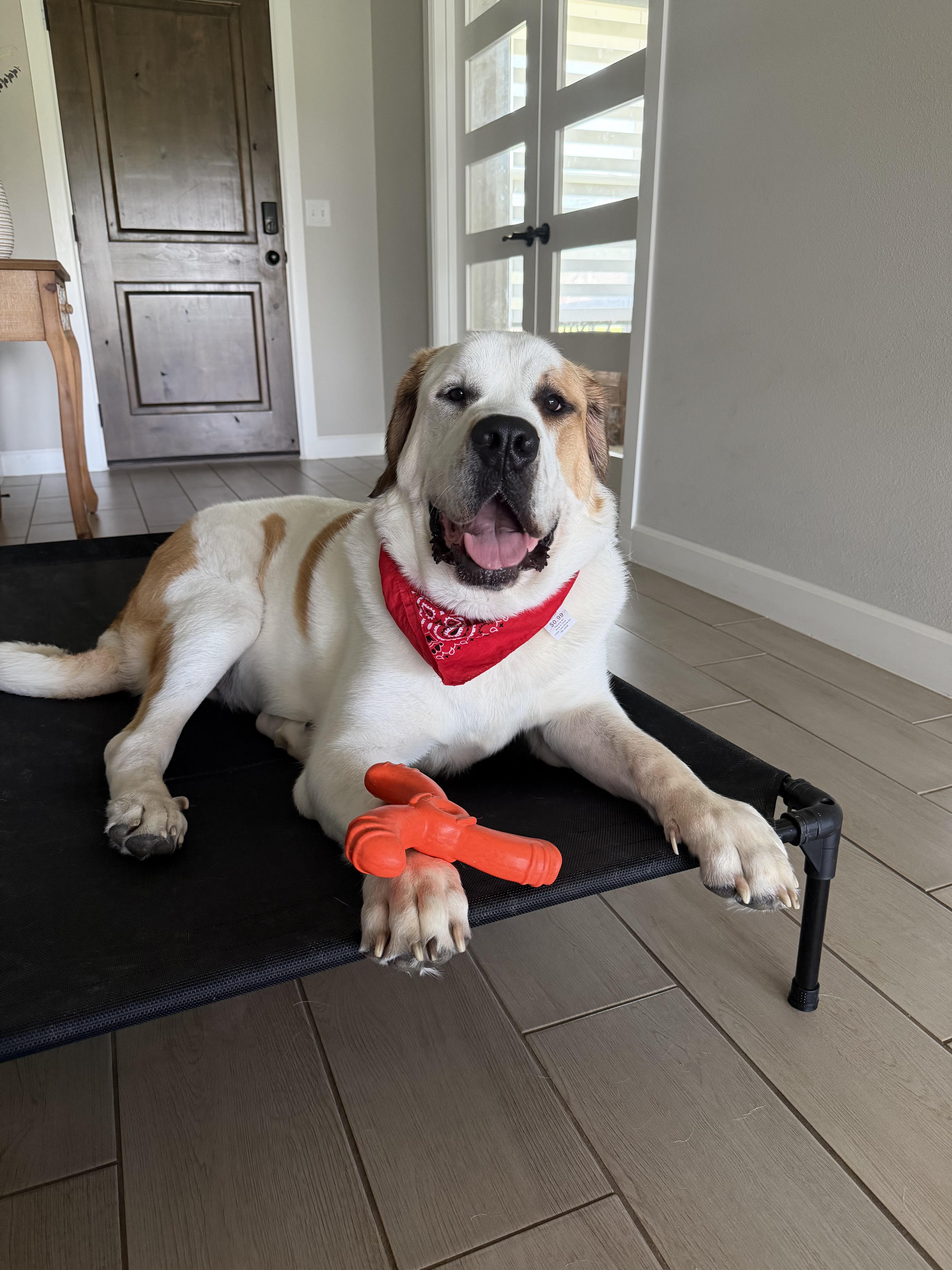 Chunk, Adoptable, Young Male Saint Bernard & Great Pyrenees.