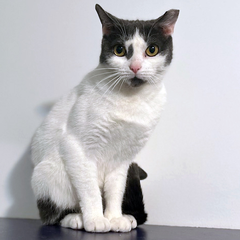 Enlarge Jubilee, a Adoptable Domestic Short Hair in Kew Gardens, NY image 3/6