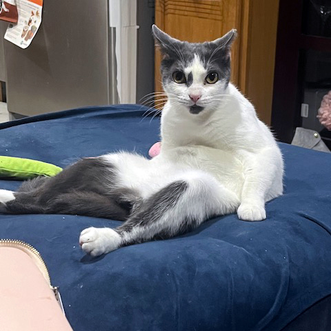 Enlarge Jubilee, a Adoptable Domestic Short Hair in Kew Gardens, NY image 2/6