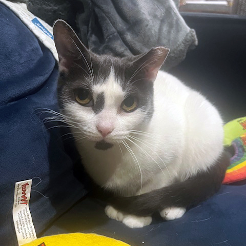 Enlarge Jubilee, a Adoptable Domestic Short Hair in Kew Gardens, NY image 4/6