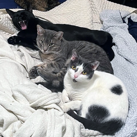 Enlarge Jubilee, a Adoptable Domestic Short Hair in Kew Gardens, NY image 5/6