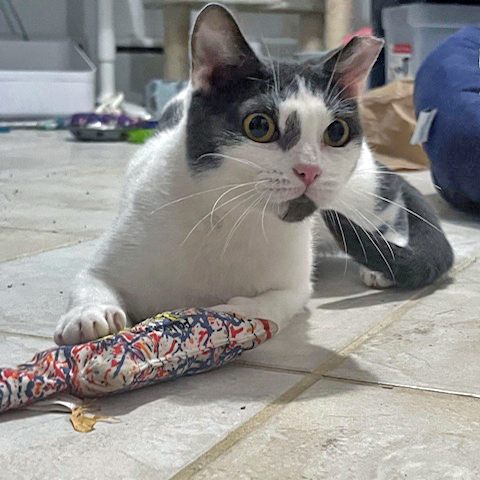 Enlarge Jubilee, a Adoptable Domestic Short Hair in Kew Gardens, NY image 6/6