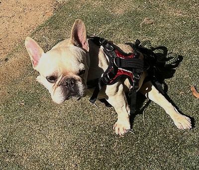 Enlarge Frankie, a Adoptable French Bulldog in Los Angeles, CA image 2/6