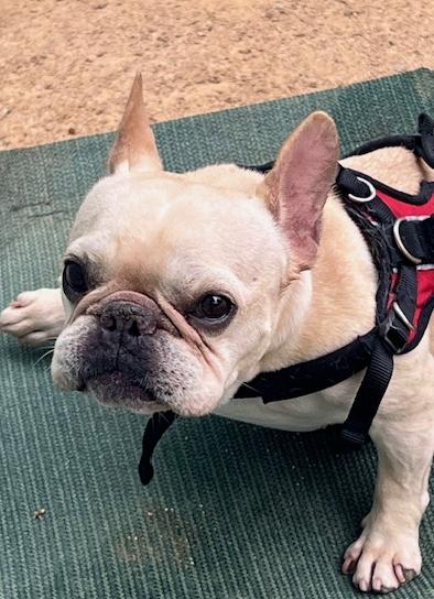 Enlarge Frankie, a Adoptable French Bulldog in Los Angeles, CA image 3/6