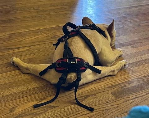 Enlarge Frankie, a Adoptable French Bulldog in Los Angeles, CA image 4/6