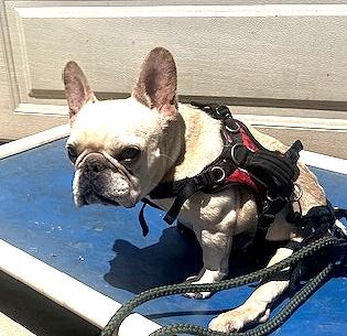 Enlarge Frankie, a Adoptable French Bulldog in Los Angeles, CA image 5/6