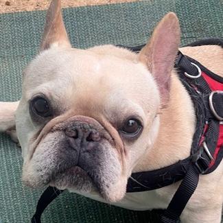 Frankie, Adoptable, Adult Male French Bulldog.