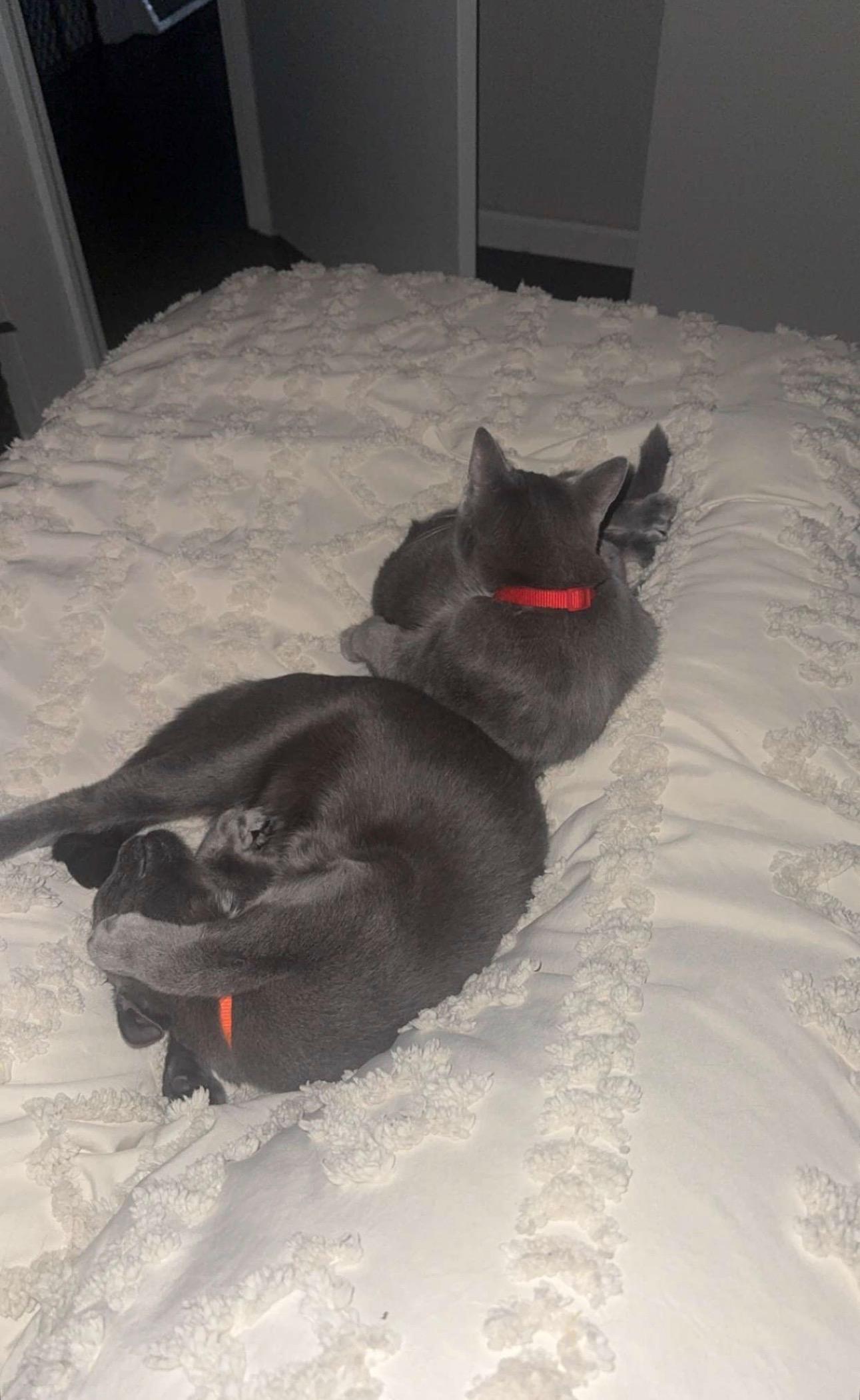 Azazel & Ruby - IN FOSTER, Adoptable, Young Male Domestic Short Hair.