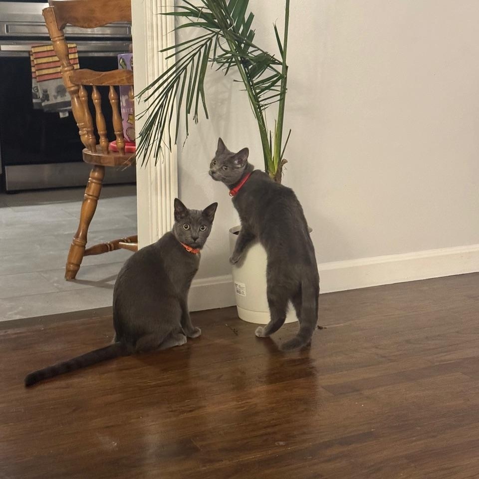 Enlarge Azazel & Ruby - IN FOSTER, a Adoptable Domestic Short Hair in Manchester, NH image 2/2