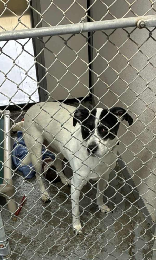 Buddy Baughn, Adoptable, Senior Male Border Collie & Australian Cattle Dog / Blue Heeler.