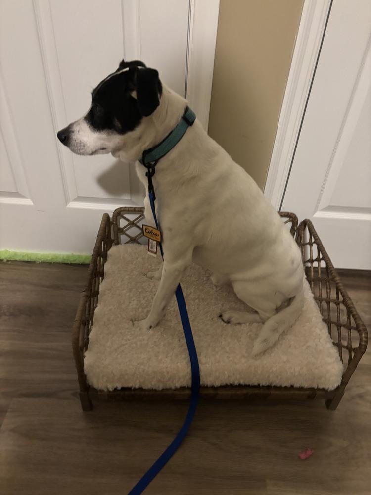 Enlarge Buddy Baughn, a Adoptable mixed breed in Aurora, IN image 2/6