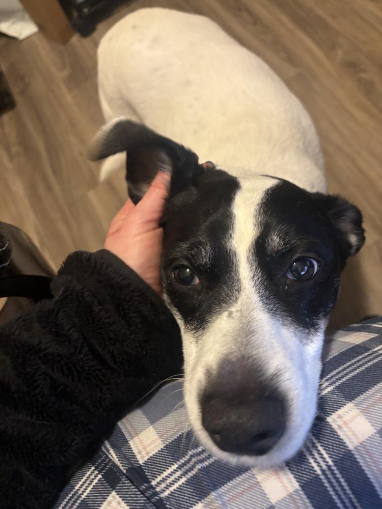 Enlarge Buddy Baughn, a Adoptable mixed breed in Aurora, IN image 4/6