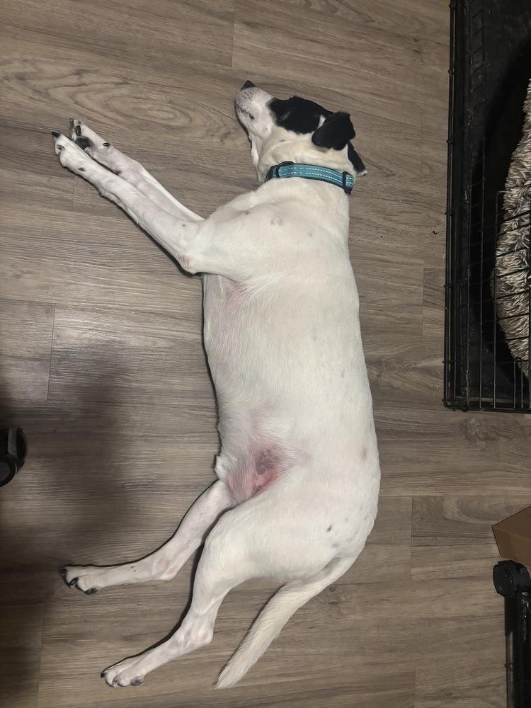 Enlarge Buddy Baughn, a Adoptable mixed breed in Aurora, IN image 6/6