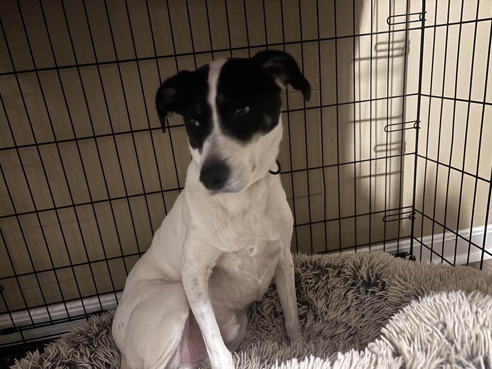 Enlarge Buddy Baughn, a Adoptable mixed breed in Aurora, IN image 5/6