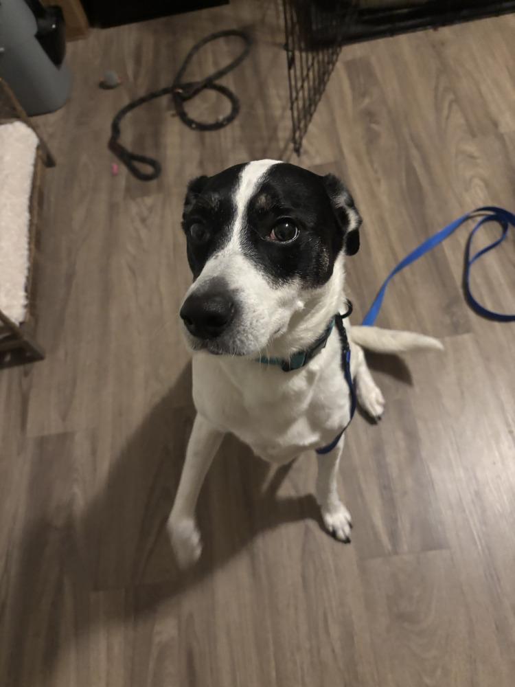 Enlarge Buddy Baughn, a Adoptable mixed breed in Aurora, IN image 6/6