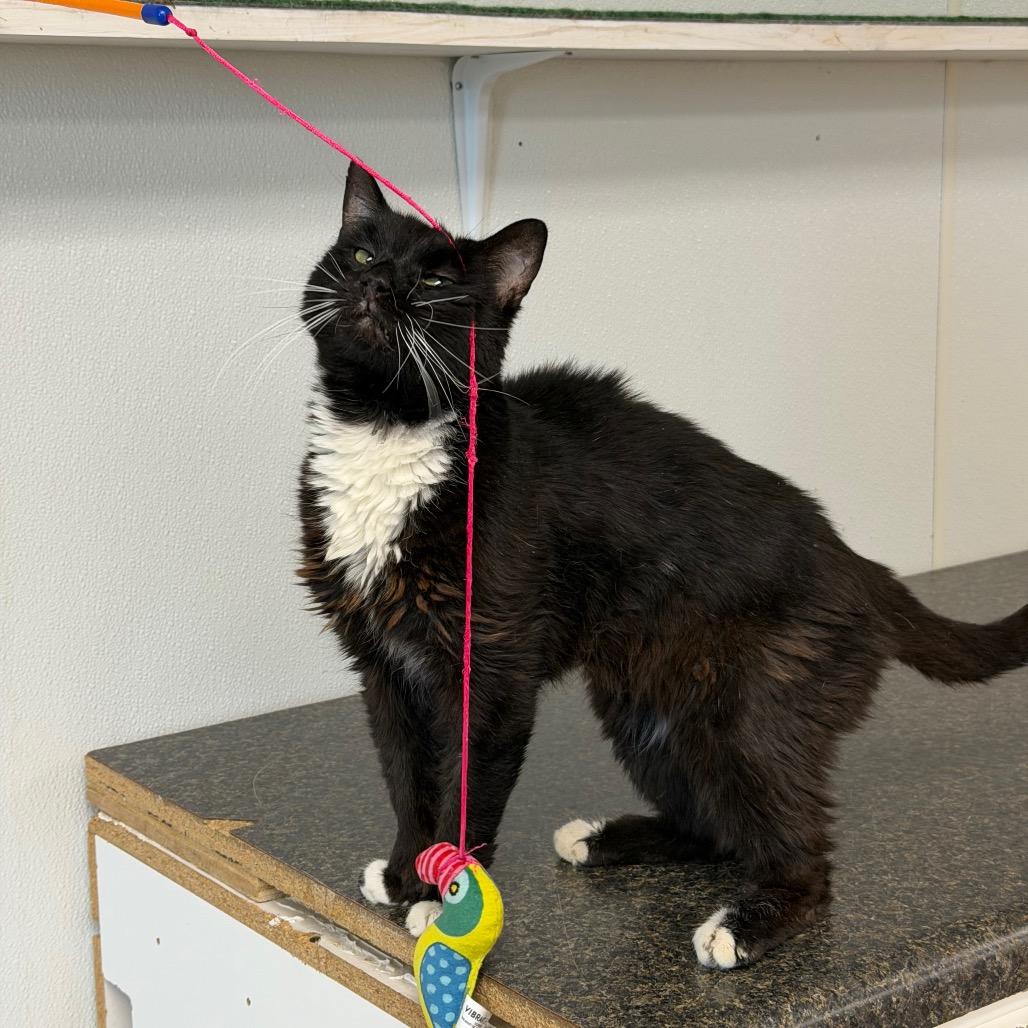 Casanova, a Adoptable Domestic Medium Hair in Uniontown, PA image 1/4