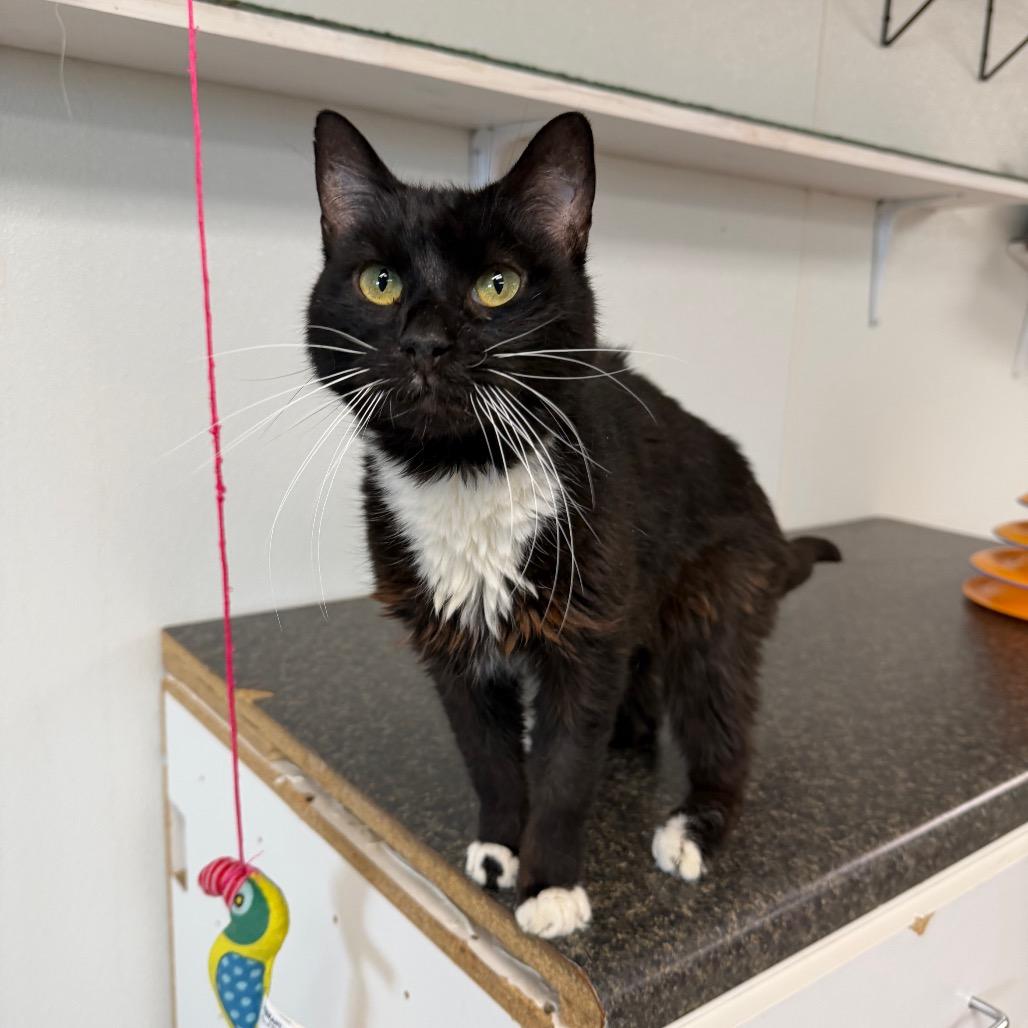Casanova, a Adoptable Domestic Medium Hair in Uniontown, PA image 2/4