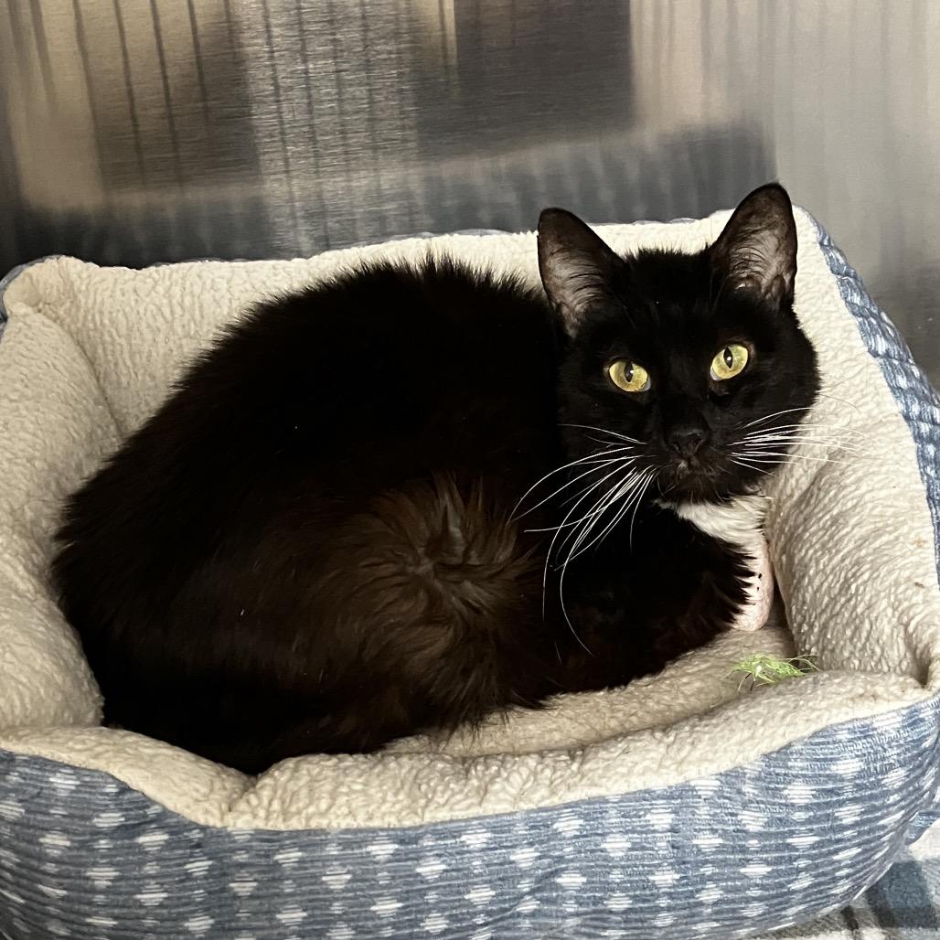 Casanova, a Adoptable Domestic Medium Hair in Uniontown, PA image 1/2
