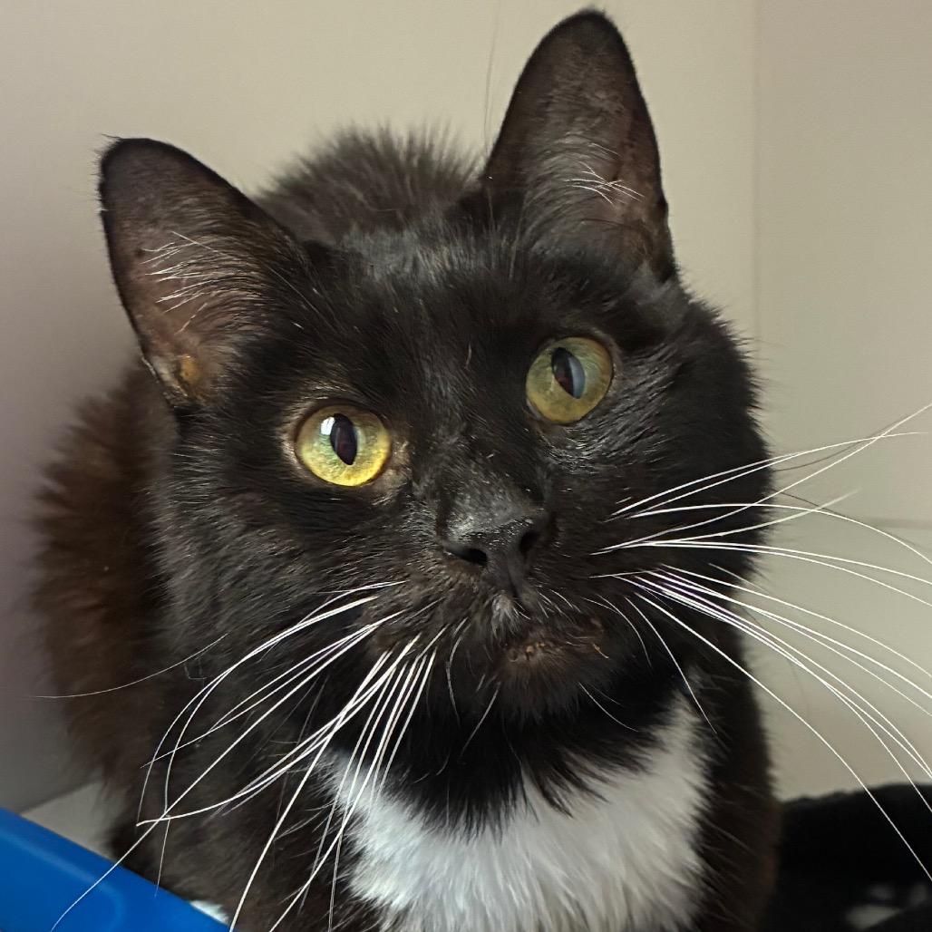 Casanova, a Adoptable Domestic Medium Hair in Uniontown, PA image 2/2