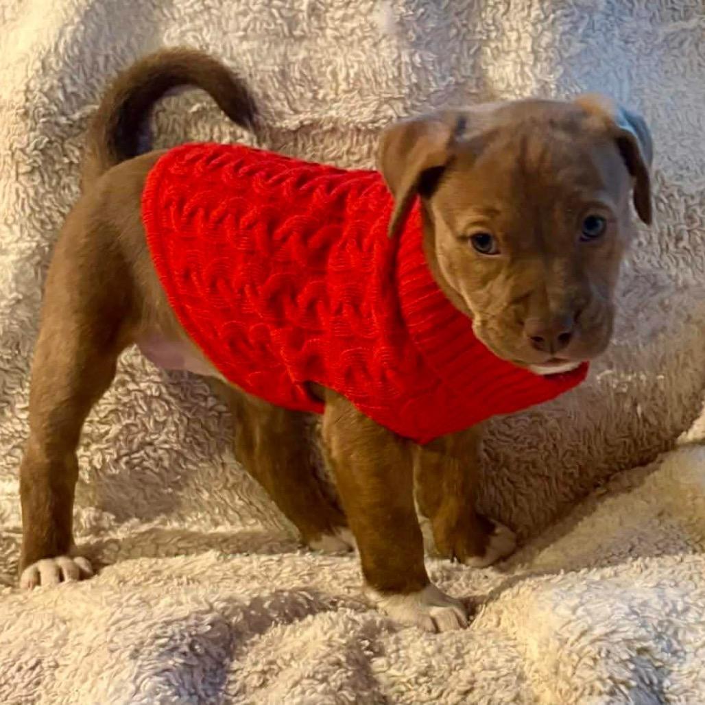 Bailey, Adoptable, Puppy Female Husky & Catahoula Leopard Dog.