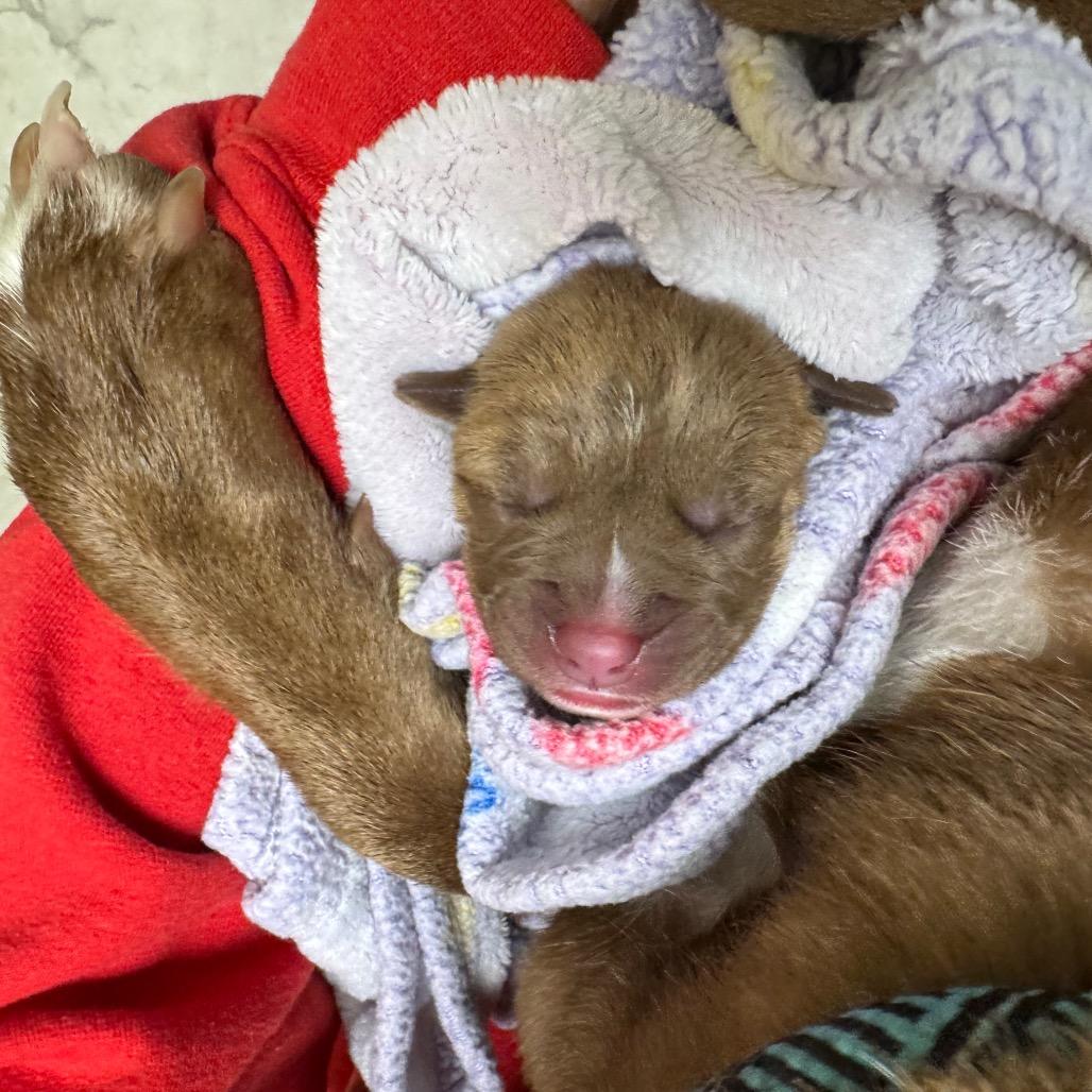 Bailey, a Adoptable mixed breed in Overland Park, KS image 1/6