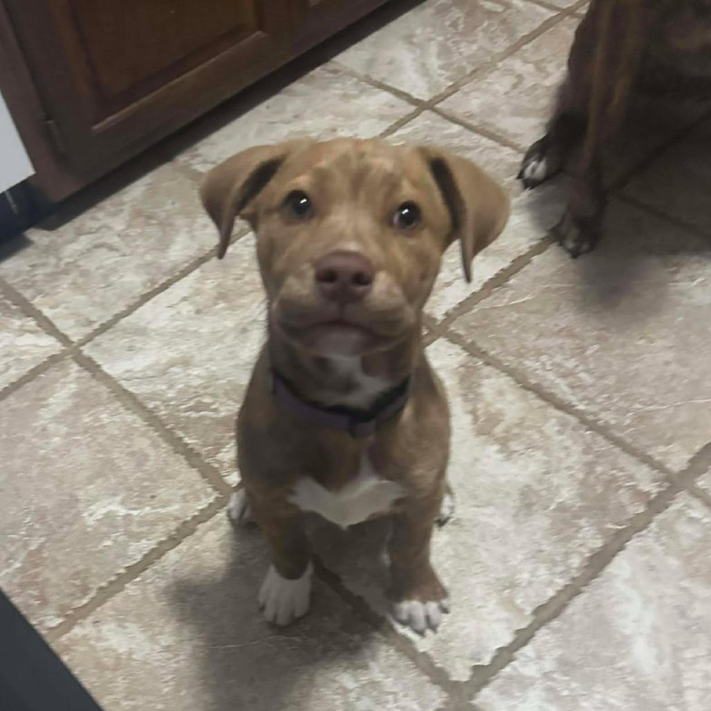 Enlarge Bailey, a Adoptable mixed breed in Overland Park, KS image 1/6