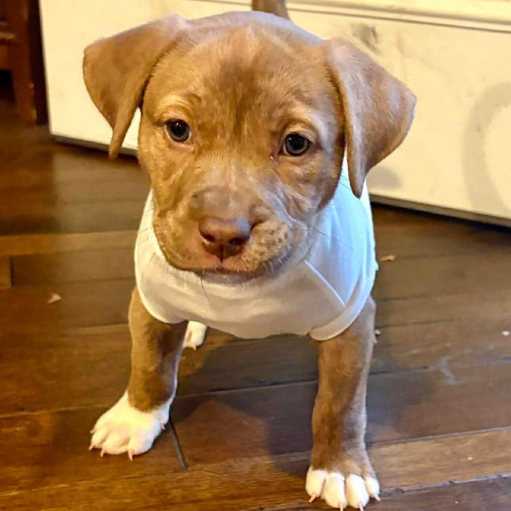 Enlarge Bailey, a Adoptable mixed breed in Overland Park, KS image 2/6