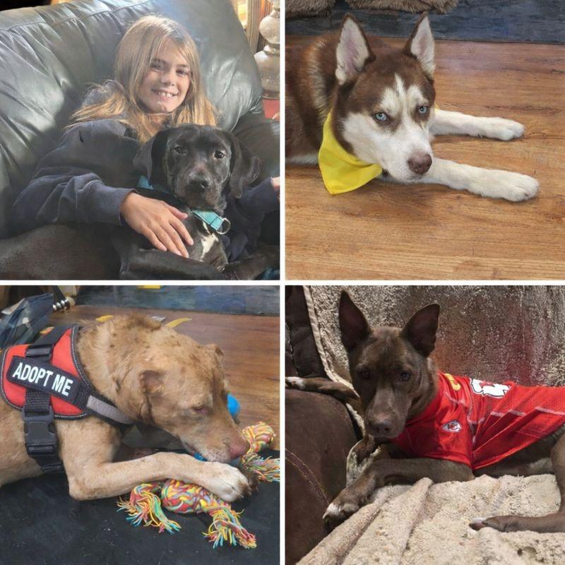 Bailey, Adoptable, Puppy Female Catahoula Leopard Dog & Husky.