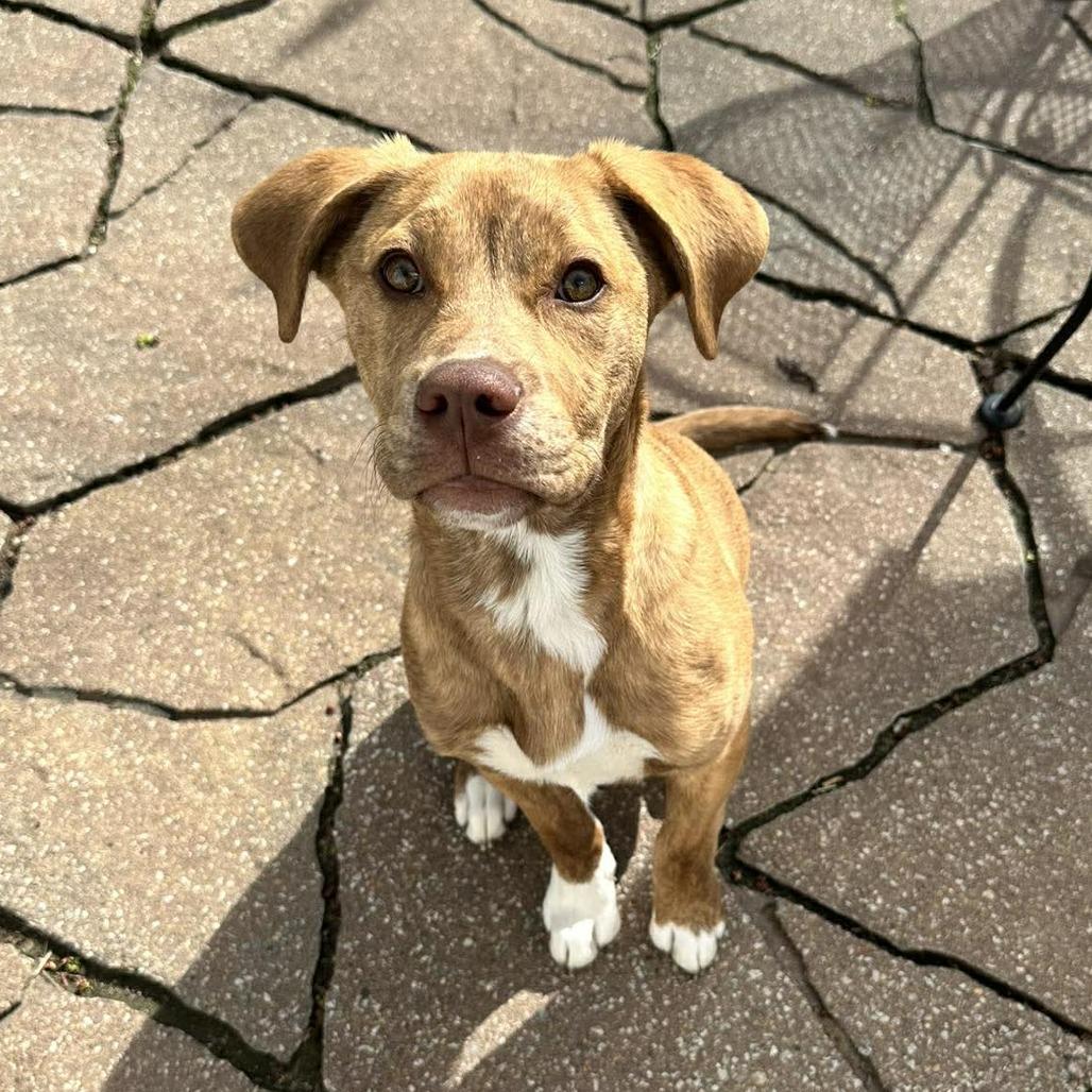 Bailey, Adoptable, Puppy Female Retriever & Mixed Breed.