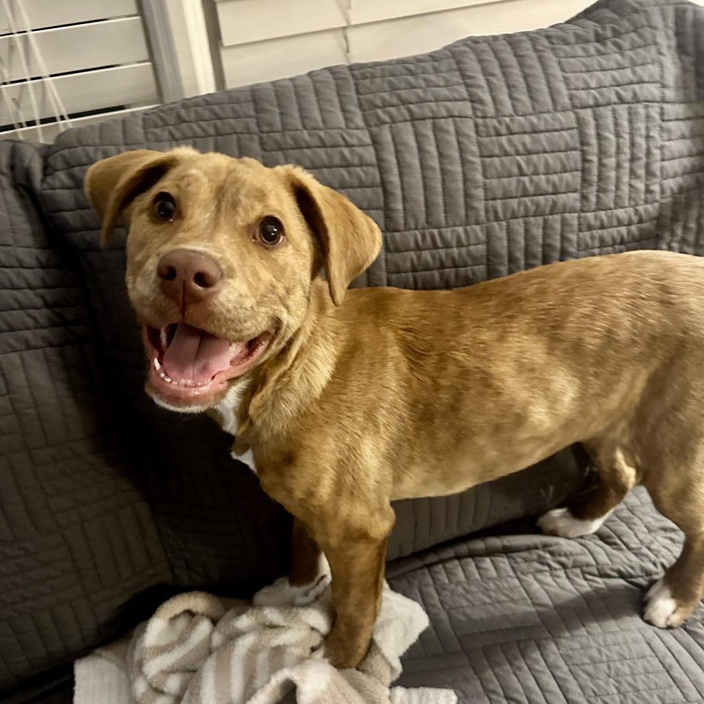 Enlarge Bailey, a Adoptable mixed breed in Overland Park, KS image 2/5