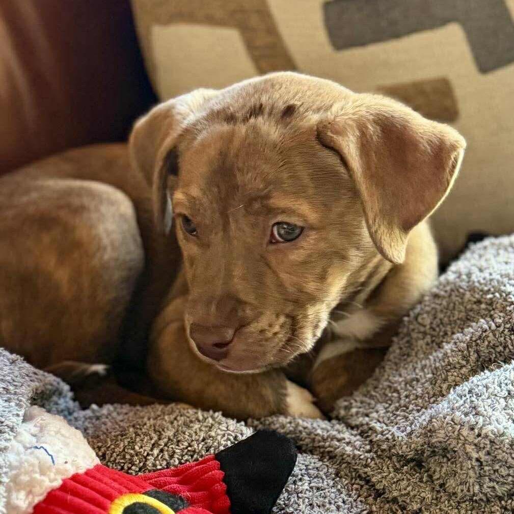 Bailey, a Adoptable mixed breed in Overland Park, KS image 3/6