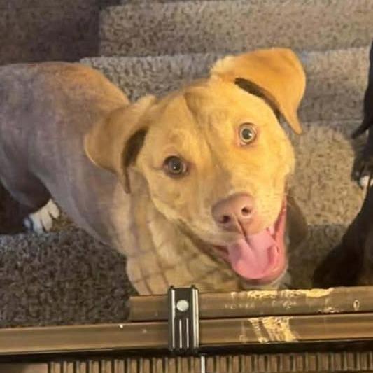 Enlarge Bailey, a Adoptable mixed breed in Overland Park, KS image 3/5